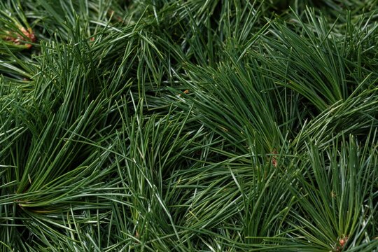 Close view of shiny green pine needle mulch texture in a natural farming background