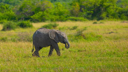 Fototapeta premium Elephant calf in the Western Serengeti. Serengeti National Park, Tanzania, Africa.