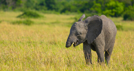 Obraz premium Trunkless elephant calf in the Western Serengeti. Serengeti National Park, Tanzania, Africa.