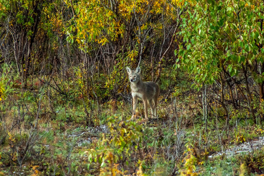 Coyote Standing at Edge of Wooded Area in Denali National Park