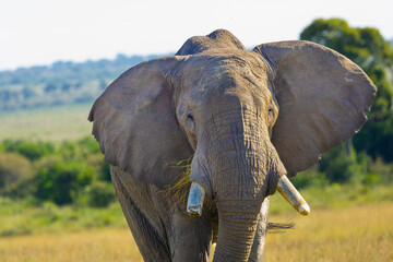 Old elephant bull in Masai Mara. Masai Mara Game Reserve, Kenya, Africa.