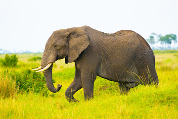 Elephant bull in Masai Mara. Masai Mara Game Reserve, Kenya, Africa.