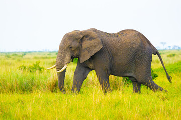 Elephant bull in Masai Mara. Masai Mara Game Reserve, Kenya, Africa.