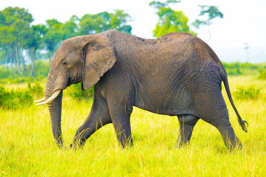 Elephant bull in Masai Mara. Masai Mara Game Reserve, Kenya, Africa.