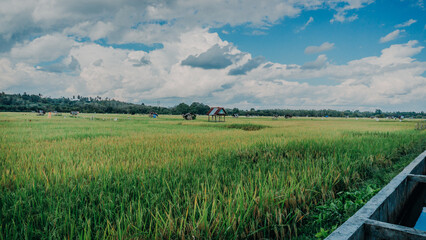 Fototapeta premium Wide panoramic view of a vast, ripening golden-green rice field featuring a small wooden farm hut under a dynamic cloudy sky.