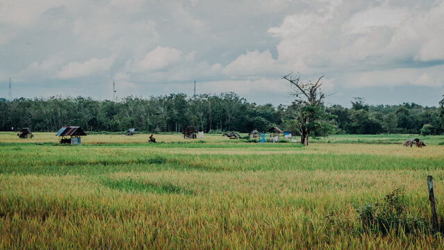 Wide panoramic view of a vast, ripening golden-green rice field featuring a small wooden farm hut under a dynamic cloudy sky.