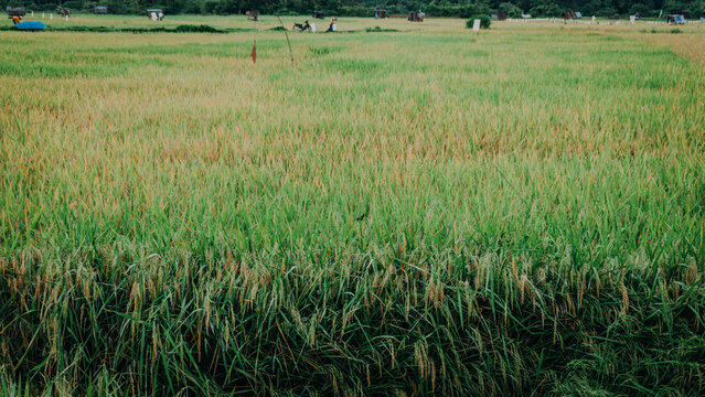 Wide panoramic view of a vast, ripening golden-green rice field featuring a small wooden farm hut under a dynamic cloudy sky.