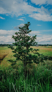 A young fruit tree standing in the foreground of a vast golden-green rice field under a vibrant blue sky filled with fluffy white clouds.