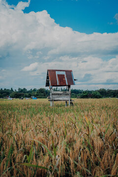 A small elevated wooden shelter with a rusty tin roof standing in the middle of a golden rice field under a bright cloudy sky.