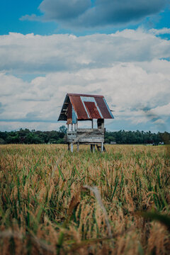 A small elevated wooden shelter with a rusty tin roof standing in the middle of a golden rice field under a bright cloudy sky.