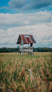 A small elevated wooden shelter with a rusty tin roof standing in the middle of a golden rice field under a bright cloudy sky.