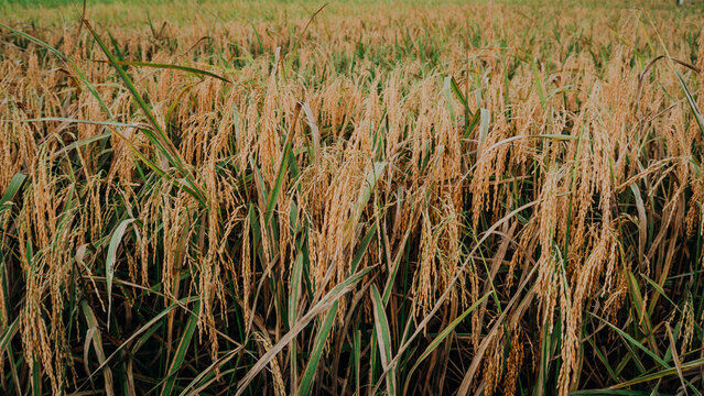 Close-up full-frame view of dense, ripe golden rice stalks ready for harvest in a paddy field.