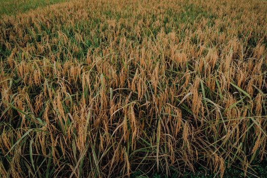 Close-up full-frame view of dense, ripe golden rice stalks ready for harvest in a paddy field.