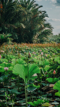 Wide view of a large wetland or pond covered with green lotus leaves and pink lotus blossoms, bounded by lush tropical trees and a cloudy sky.