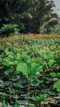 Wide view of a large wetland or pond covered with green lotus leaves and pink lotus blossoms, bounded by lush tropical trees and a cloudy sky.