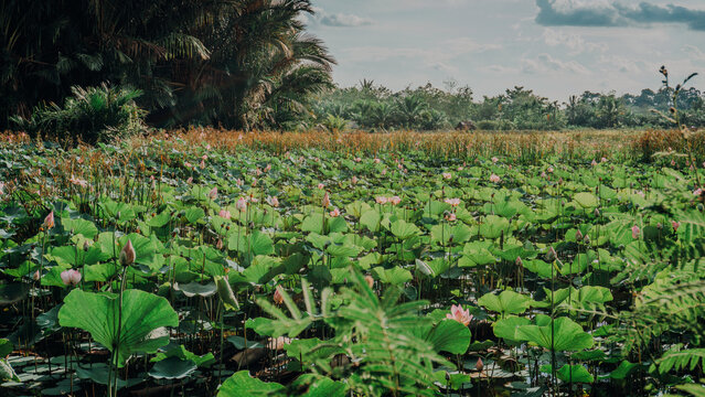 Wide view of a large wetland or pond covered with green lotus leaves and pink lotus blossoms, bounded by lush tropical trees and a cloudy sky.