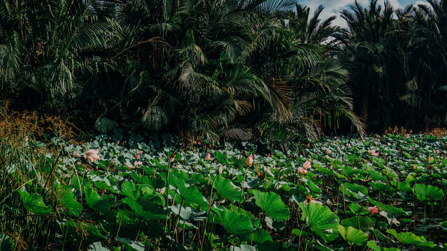 Wide view of a large wetland or pond covered with green lotus leaves and pink lotus blossoms, bounded by lush tropical trees and a cloudy sky.