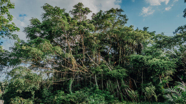 A massive, ancient banyan tree with dense roots and tangled branches forming a rich green canopy against a blue sky with soft clouds.