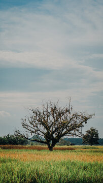 A large, lone tree filled with hanging bird nests standing in the middle of a colorful golden-green rice field against a soft blue sky.