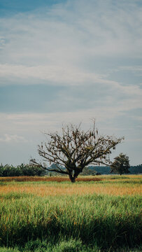 A large, lone tree filled with hanging bird nests standing in the middle of a colorful golden-green rice field against a soft blue sky.