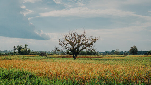 A large, lone tree filled with hanging bird nests standing in the middle of a colorful golden-green rice field against a soft blue sky.