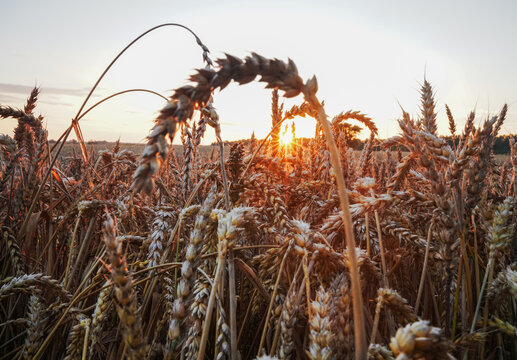Wheat field on sunset. Farm field with rye. Crisis world&rsquo;s breadbasket. Corn and wheat harvesting. Wheat import, maize, soybeans. Grain export prices after grain deal. Ripe golden ears of wheat