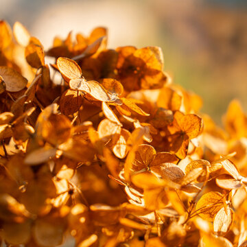Golden hydrangea blooms in autumn sunlight with blurred background