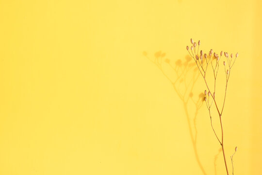 Sunlight casts shadow of plant on bright yellow wall in urban setting
