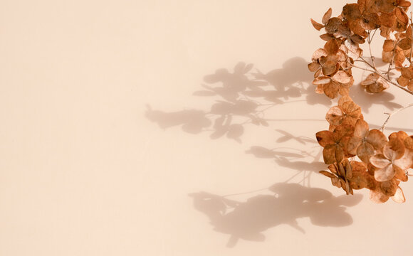 Dried flowers cast shadows on a light colored surface in a simple indoor setting
