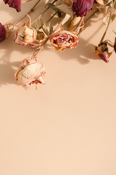 Dried roses lay on a light surface in a simple arrangement and create a subtle focal point for any decoration or design