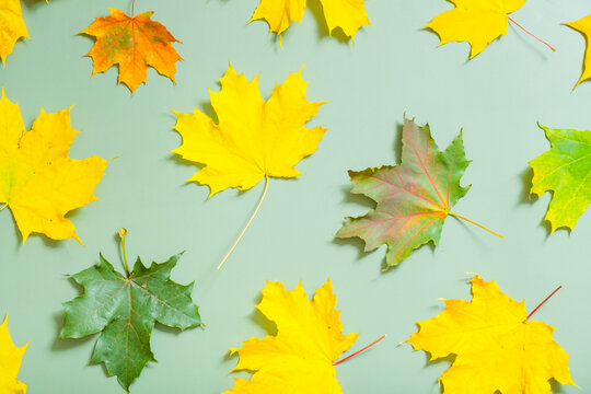 Fallen leaves in various colors spread out on a light background during autumn season
