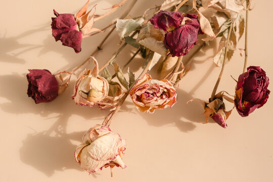 Dried roses laid out on a flat surface with shadows from sunlight in a simple indoor setting