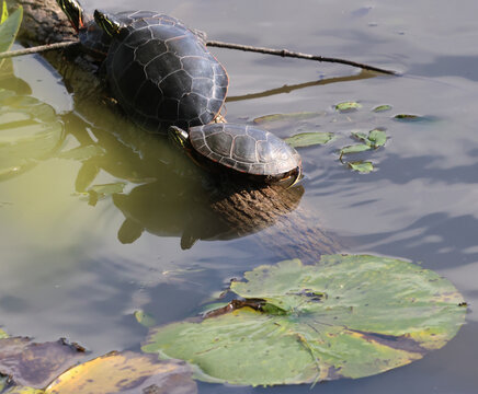Three Painted Turtles Basking on a Log in an Illinois Pond
