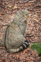Obraz premium Tabby Cat in Bavarian Forest