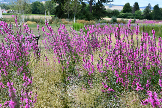 Blutweiderich mit magentafarbenen Bl&uuml;ten