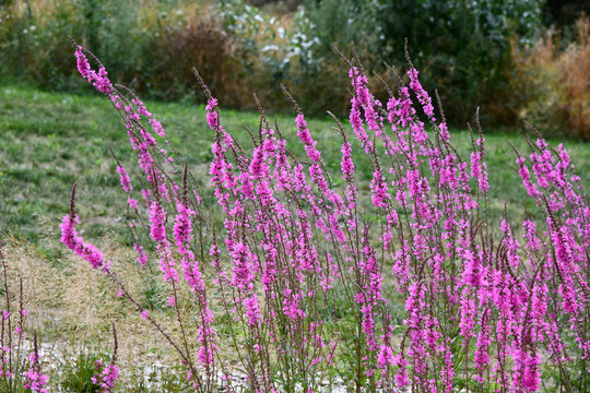 Blutweiderich mit magentafarbenen Bl&uuml;ten