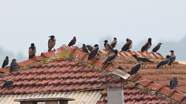 A detailed video of a large flock of crows gathered and resting on the roof of a building with red-tiled roofing.