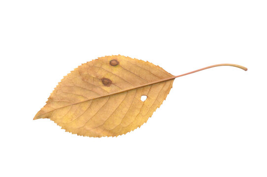 Dry golden autumn cherry leaf isolated on transparent background png for organic cosmetics packaging design, seasonal restaurant menu layout, and autumn festival editorial banner composition