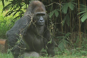 A silverback gorilla sits in the grass, looking straight ahead © Pitokung