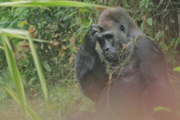 a silverback gorilla sat on the grass as if thinking about something © Pitokung