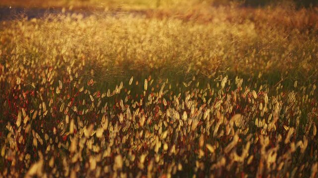 夕陽に輝く秋の雑草