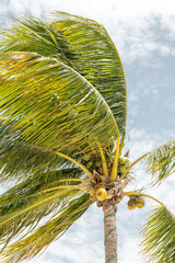 Tropical coconut palm fronds swaying in the wind © Agustin