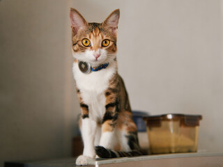 Tabby cat sitting on top of the refrigerator © Nori