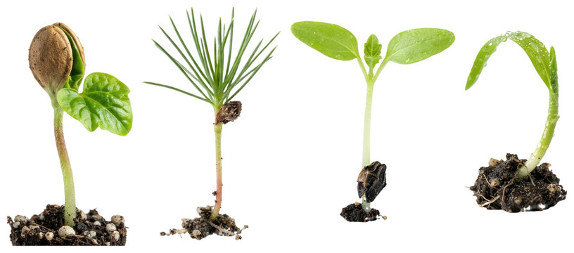 A collection of assorted seed sprouts and seedlings featuring vegetables, herbs, grains, and young plants on a clean white background.