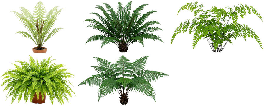 A diverse collection of fern plants featuring varied frond shapes, textures, and growth habits.