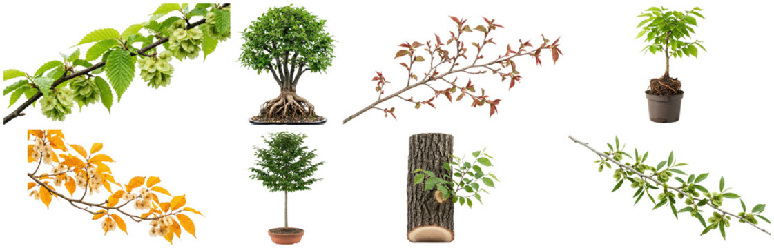 A collection of elm trees, branches, seedlings, bark, and seasonal growth forms shown as isolated botanical cutouts.