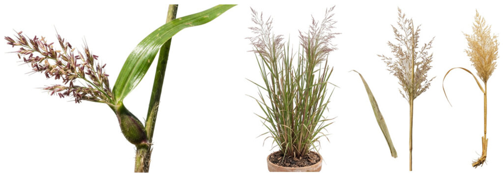 A collection of isolated switchgrass plants showing seedlings, clumps, stems, and seed heads in different natural stages and colors.