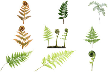 A varied collection of fern fronds and fiddleheads showing different shapes, textures, and growth stages. © z_to_the_top