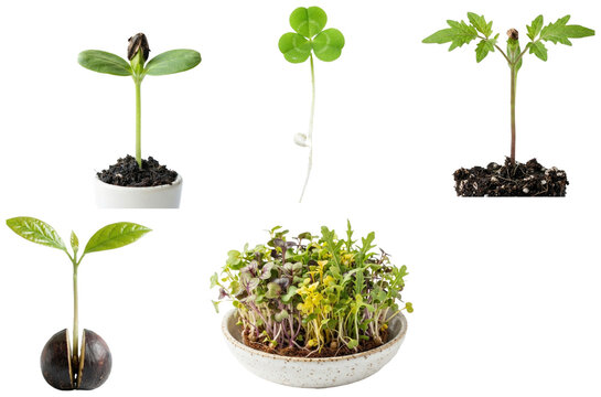 A diverse collection of young plant sprouts and seedlings shown isolated on white, including vegetables, herbs, grains, and trees.