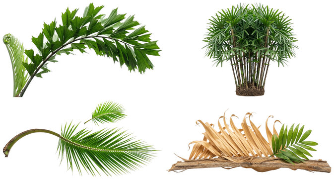 A collection of assorted tropical palm fronds, palm plants, and young palm growth isolated on white for botanical and interior design use.